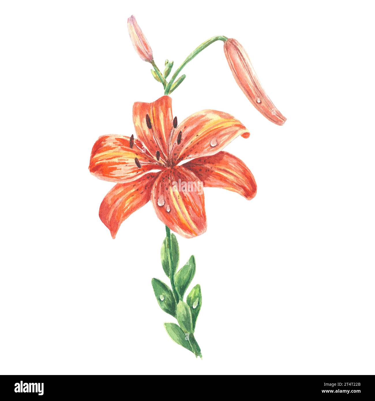 Fleur de lys tigre aquarelle dessinée à la main dans un style botanique pour logo, mariage, vacances et anniversaire invit. Elément isolé mignon Marguerite orange Banque D'Images