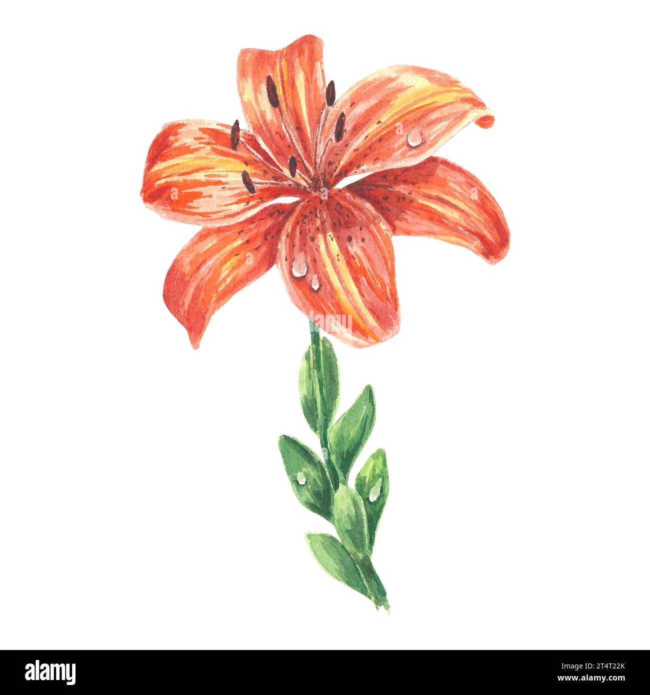 Fleur de lys tigre aquarelle dessinée à la main dans un style botanique pour logo, mariage, vacances et anniversaire invit. Conception d'élément isolé orange Banque D'Images
