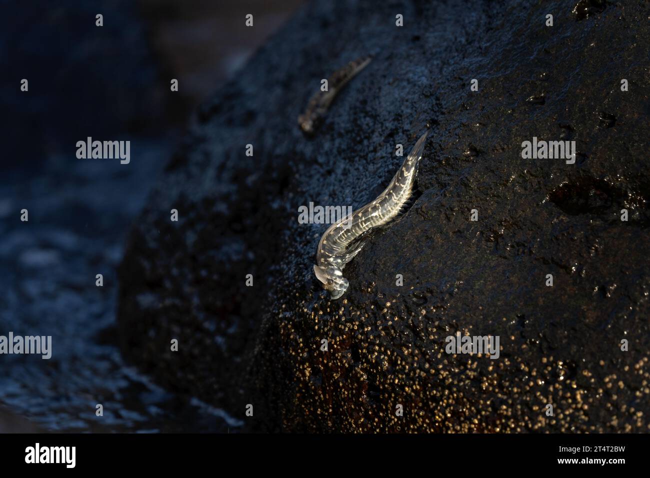 De petits poissons grimpent sur le rocher près de la côte. Alticus monochrus sur l'île Maurice. Poisson qui peut croiser hors de l'eau et se nourrir des pierres. Banque D'Images De petits poissons grimpent sur le rocher près de la côte. Alticus monochrus sur l'île Maurice. Poisson qui peut croiser hors de l'eau et se nourrir des pierres. Banque D'Images