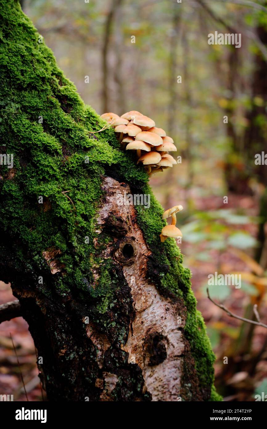 Les champignons growing on tree Banque D'Images