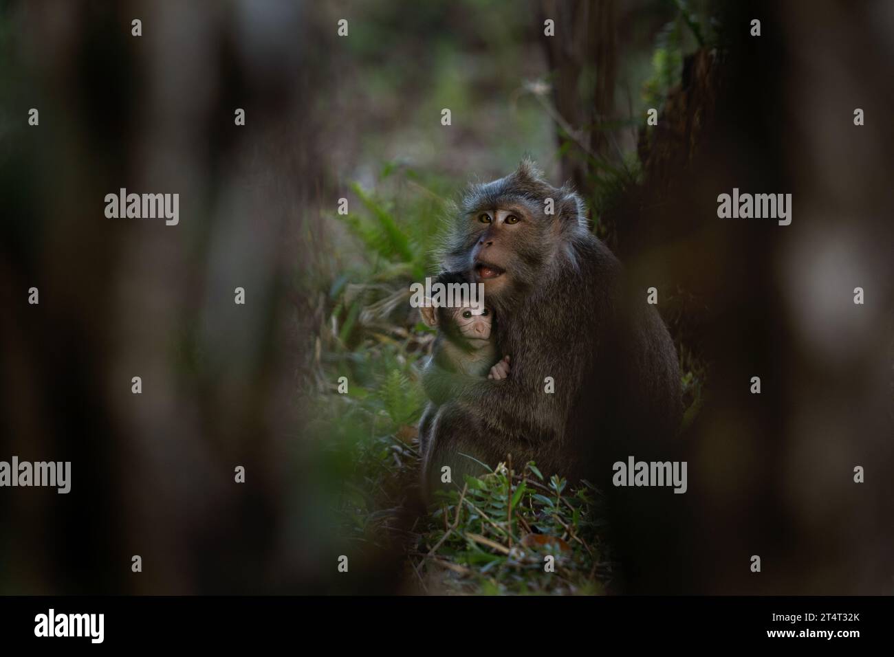 Crabe mangeant des troupes macaques sont à la recherche de nourriture dans la forêt. Macaque sur l'île Maurice. Petit singe explore la nature. Banque D'Images Crabe mangeant des troupes macaques sont à la recherche de nourriture dans la forêt. Macaque sur l'île Maurice. Petit singe explore la nature. Banque D'Images