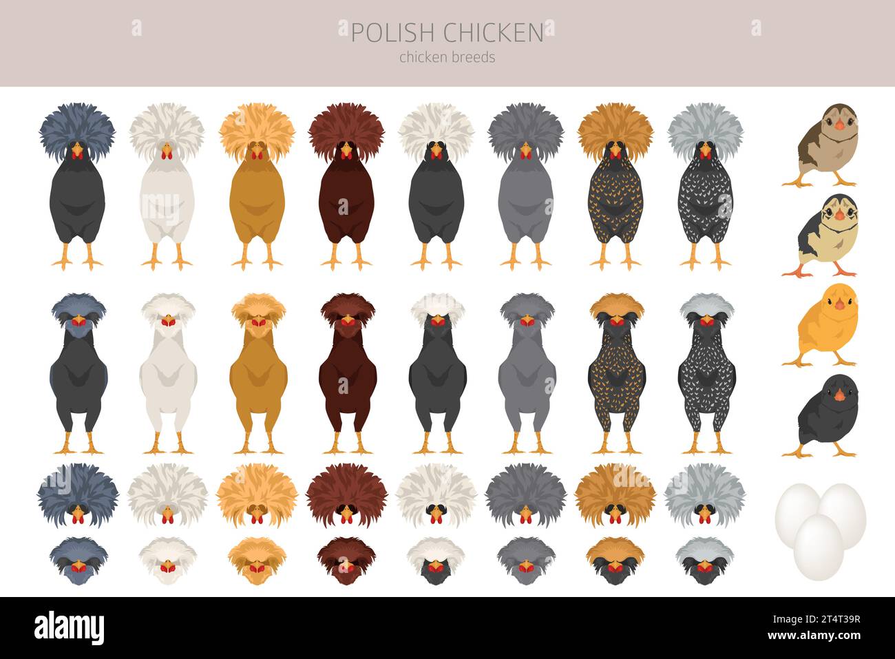 Le poulet polonais élève des cliparts. Volailles et animaux de ferme. Jeu de couleurs différentes. Illustration vectorielle Illustration de Vecteur