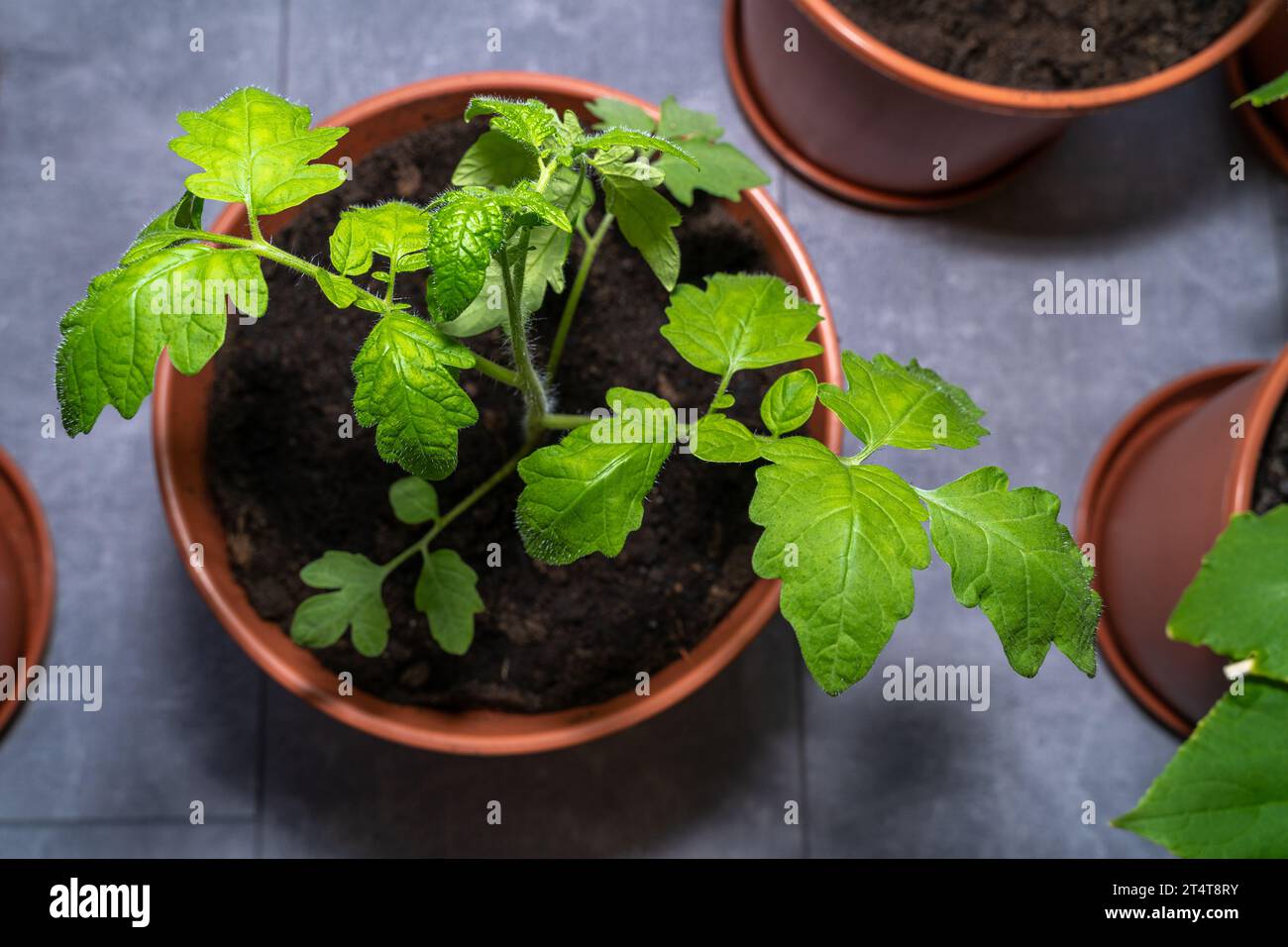 Plante de tomate tout en poussant à l'intérieur de la maison au printemps Banque D'Images