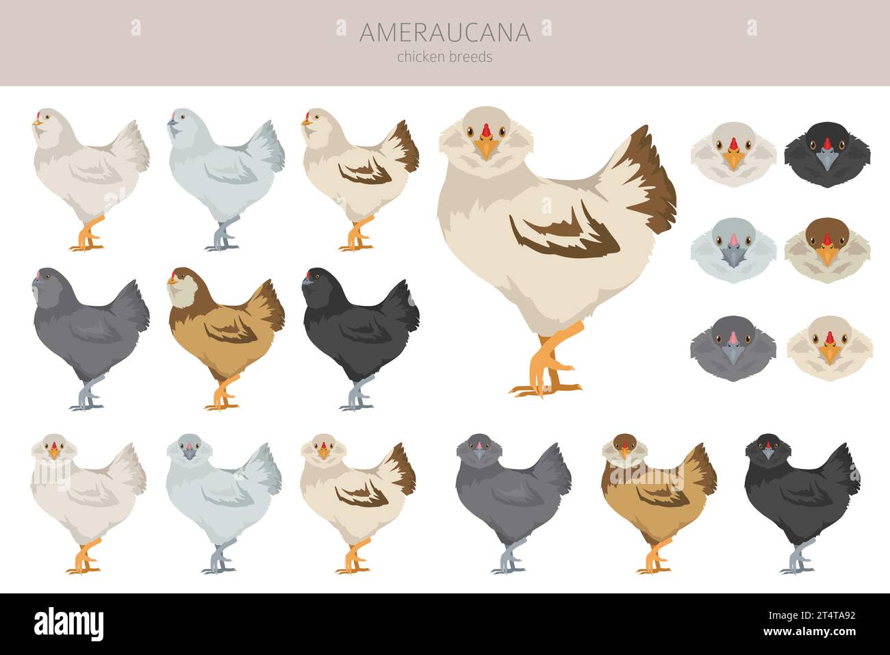 Ameraucana Chicken races clipart. Volailles et animaux de ferme. Jeu de couleurs différentes. Illustration vectorielle Illustration de Vecteur