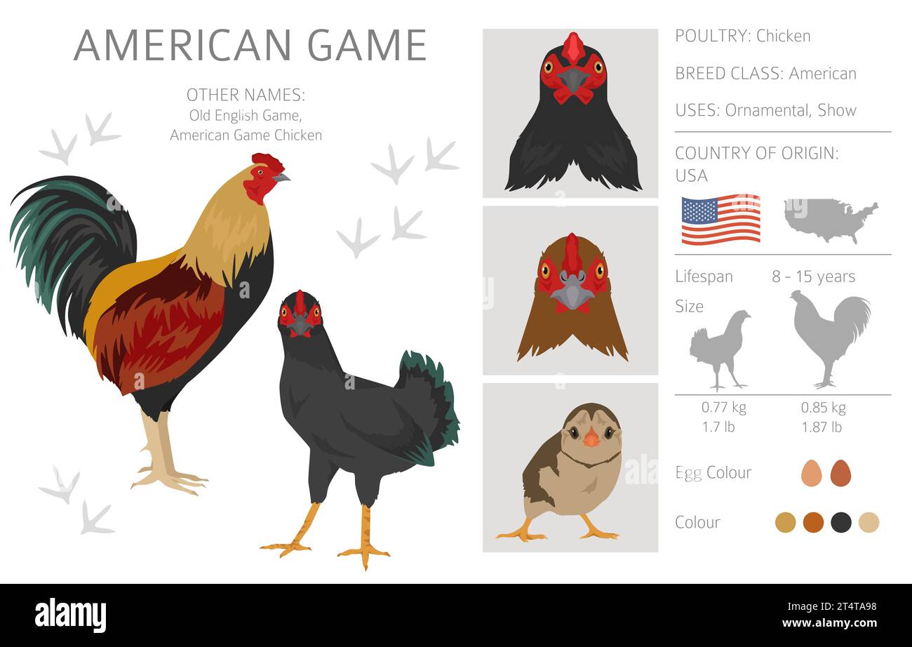 American Game Chicken races clipart. Volailles et animaux de ferme. Jeu de couleurs différentes. Illustration vectorielle Illustration de Vecteur