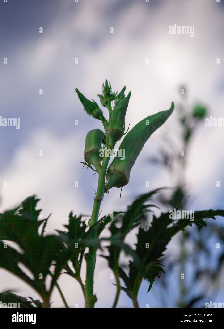 Focalisation sélective d'une plante d'okra et d'okras en croissance. Tir à faible angle de plantes d'okra avec ciel bleu. Banque D'Images