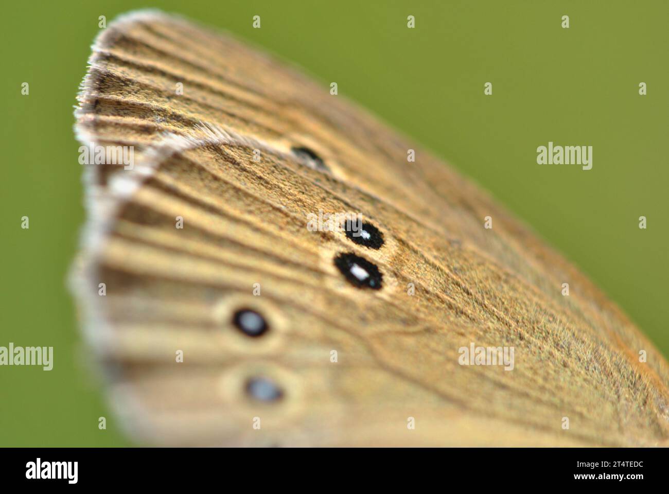 Yeux sur ailes de papillon. Détail papillon macro. Photographie abstraite minimaliste d'insectes. Banque D'Images