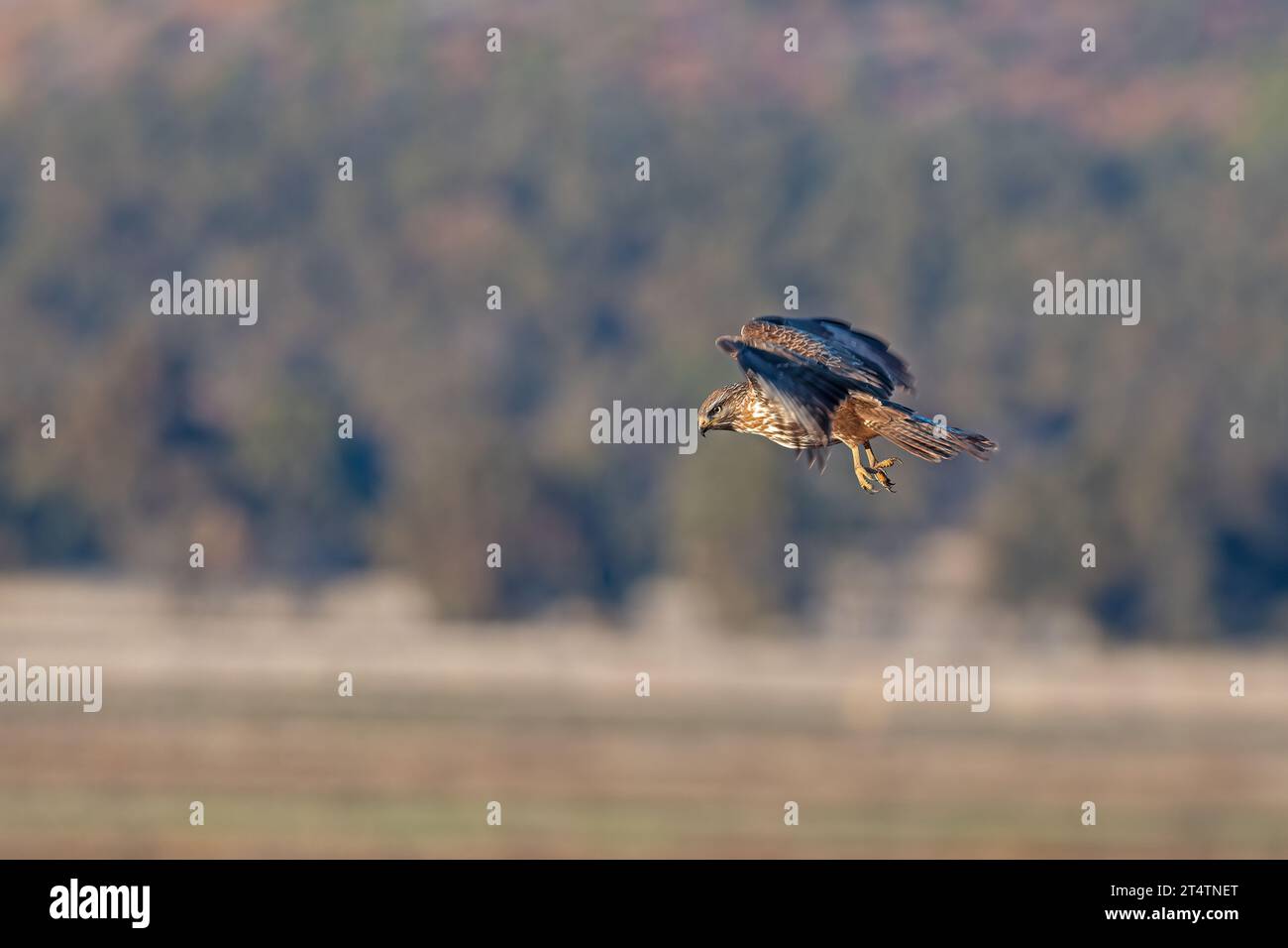 Buzzard commun (Buteo buteo) à la recherche de proies dans les airs. Banque D'Images