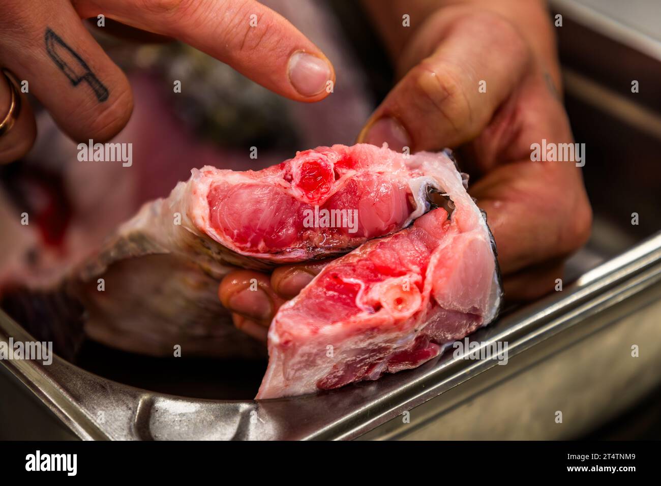 Moelle épinière d'une carpe argentée. Le poisson comestible a été tué en utilisant la méthode japonaise Ike-Jime, dans laquelle un fil est poussé à travers le canal rachidien. Wiesau (VGem), Allemagne Banque D'Images
