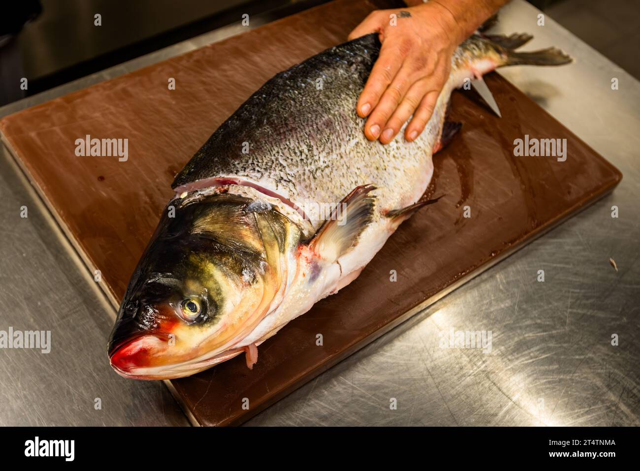 Comme la plus petite carpe miroir, cette carpe argentée de 8 kilos a passé trois étés dans l'étang avant d'être abattue. Wiesau (VGem), Allemagne Banque D'Images