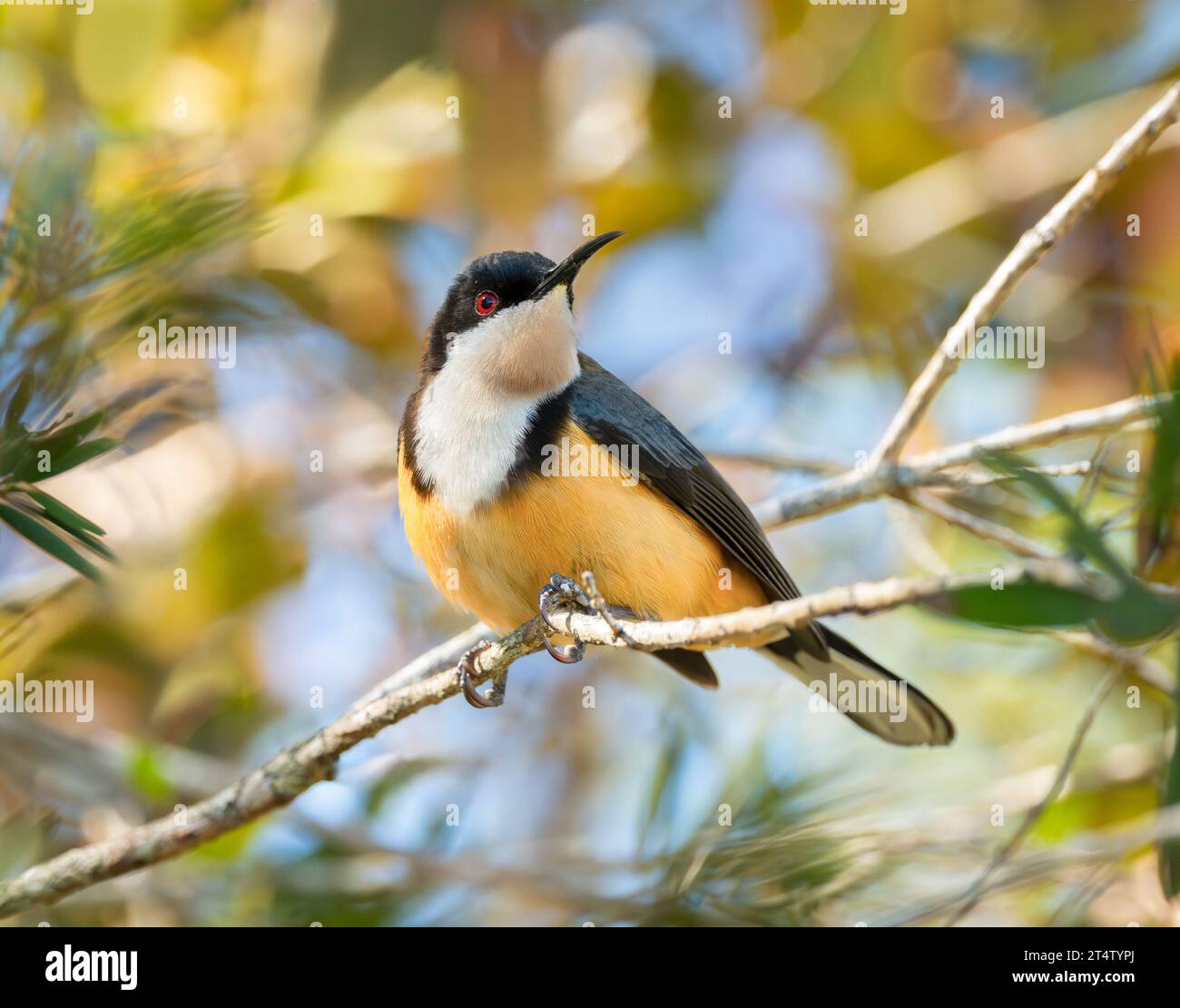 Bec d'épingle de l'est (Acanthorhynchus tenuirostris) perché sur une branche au milieu d'un feuillage de couleur automnale avec un ciel bleu en arrière-plan. Banque D'Images