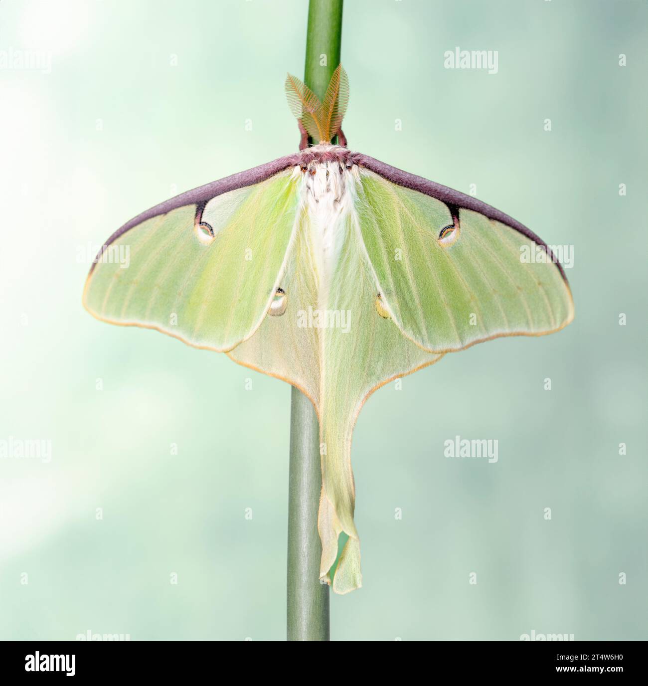 Macro d'une mite Luna (Actias luna). Vue de dessus avec ailes ouvertes. Banque D'Images