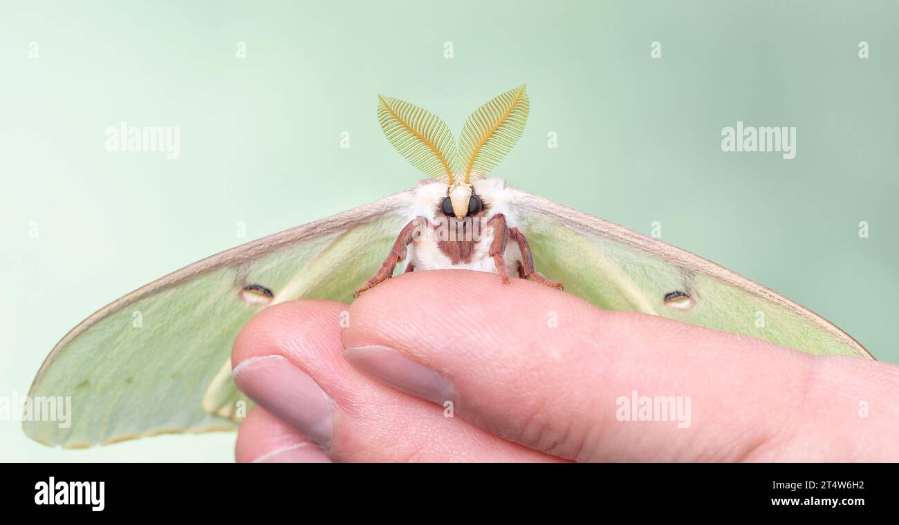 Macro d'une mite Luna (Actias luna). Banque D'Images