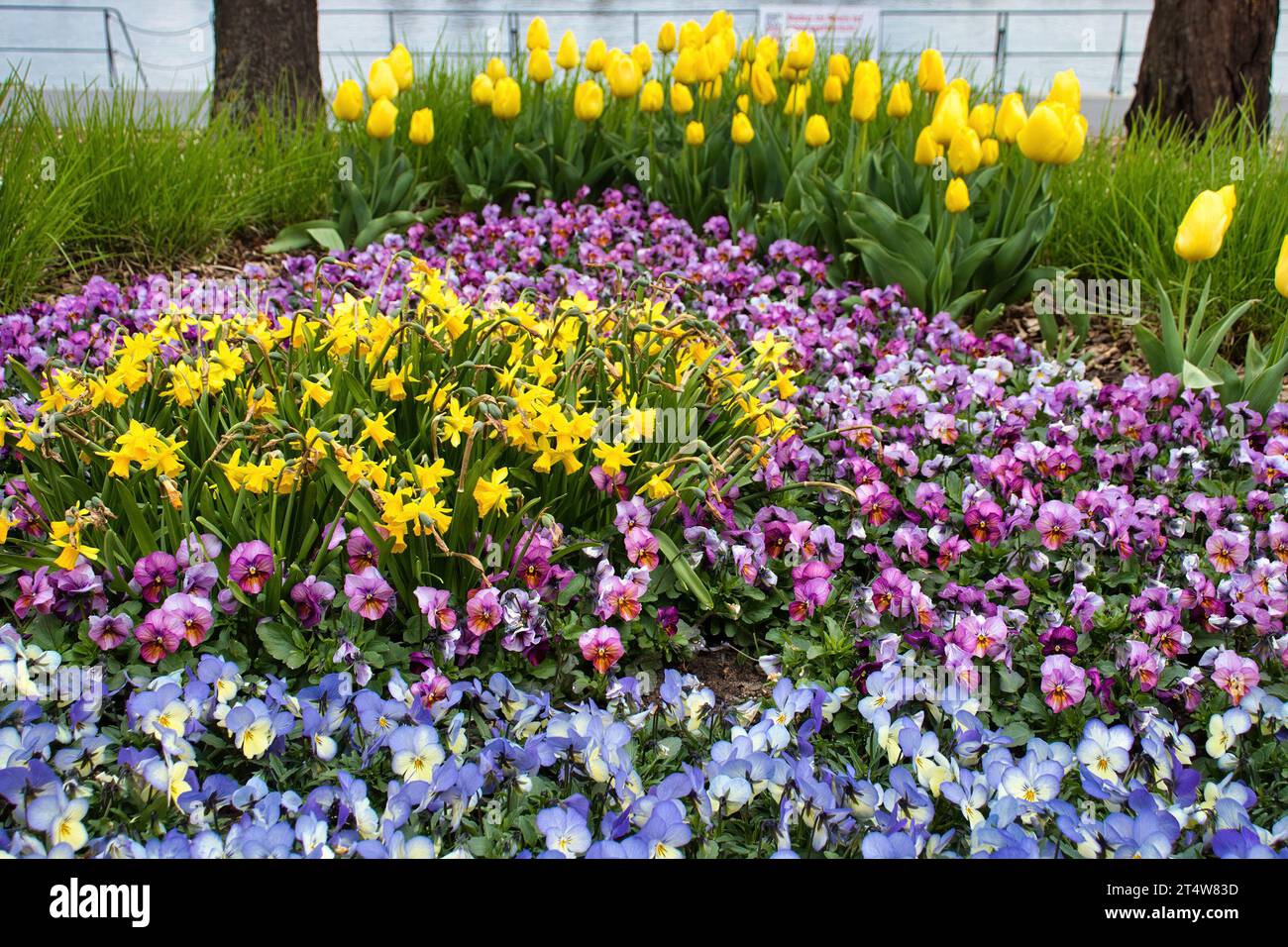 Fleurs violettes et jaunes dans un jardin à côté du Rhin à Bonn, Allemagne un jour de printemps. Banque D'Images