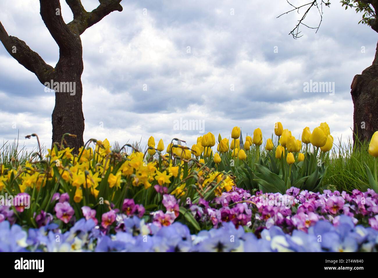Tulipes jaunes dans un parterre de fleurs devant les arbres dans une journée de printemps à Bonn, Allemagne. Banque D'Images
