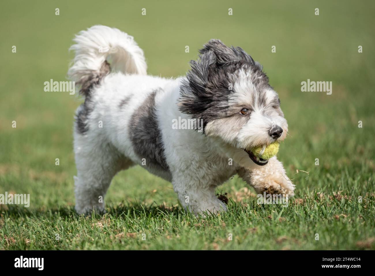 Mignon petit chiot Havanais noir et blanc courant avec une balle Banque D'Images
