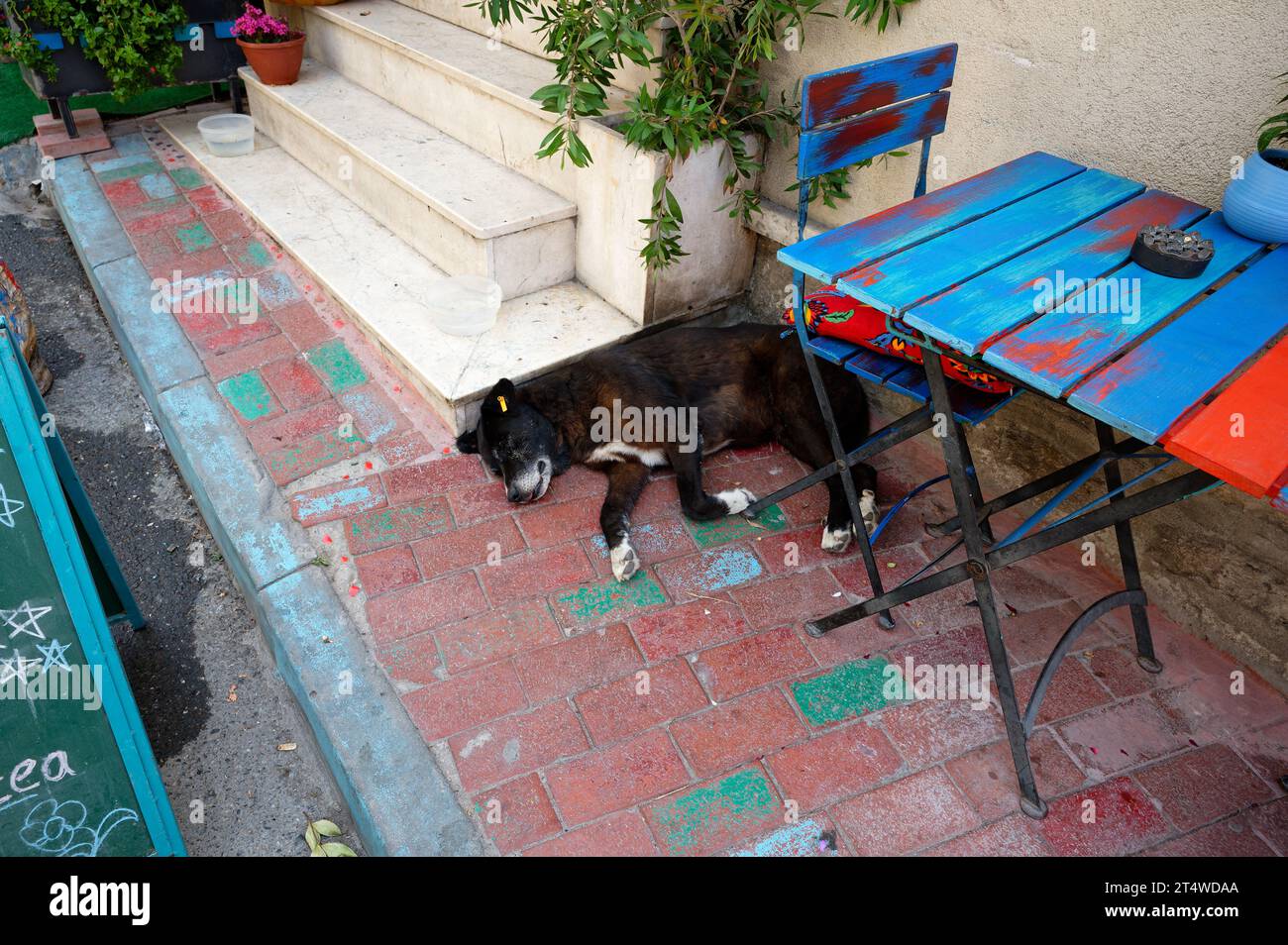 Vieux chiot de rue sieste sous une table de café vivante, marquée par la ville pour les soins. Banque D'Images