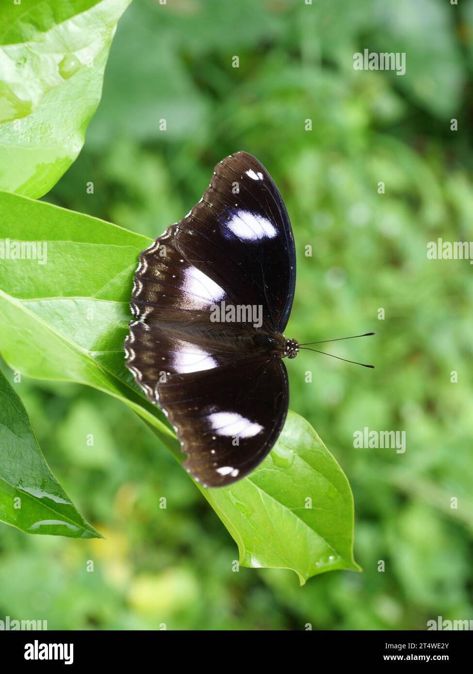 Bleu Lune ou Grande mouche (Hypolimnas bolina) papillon sur feuille avec fond vert naturel, rayures blanches Trey sur l'aile brun foncé Banque D'Images