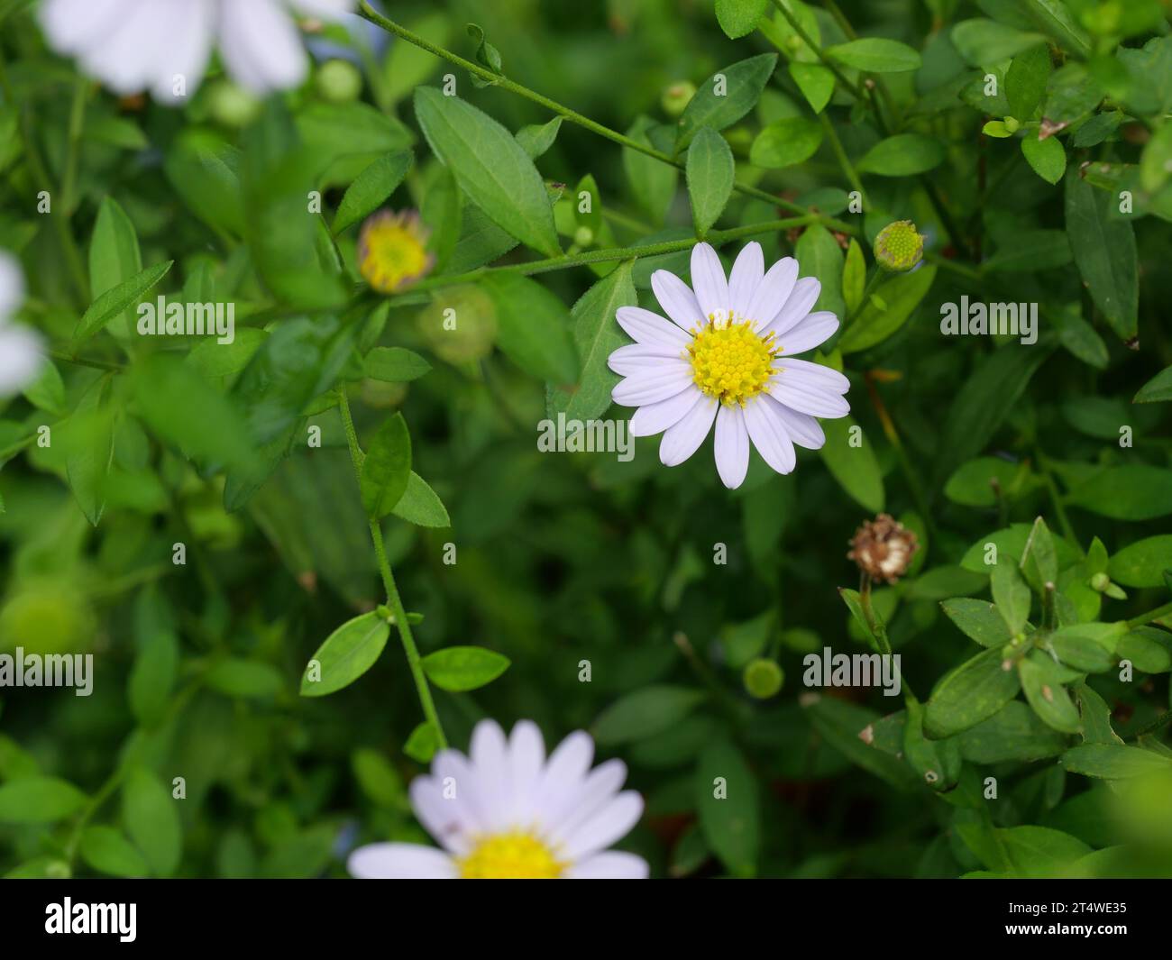 Bellis perennis ou fleur de Marguerite avec fond vert naturel, fleur avec pétales blancs et étamines jaunes Banque D'Images