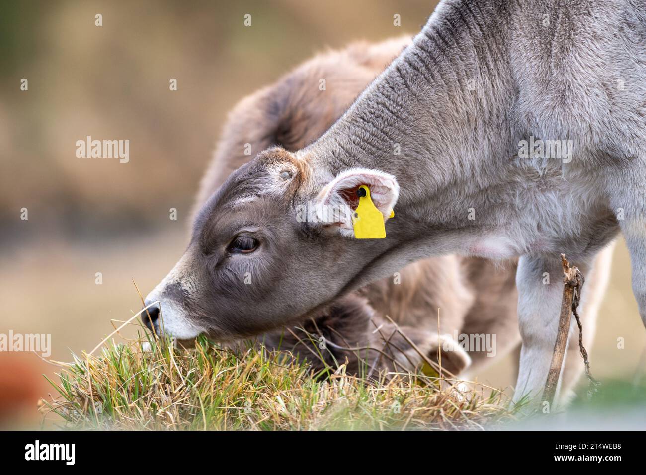 Vaches dans les Pyrénées en automne à la campagne. Banque D'Images