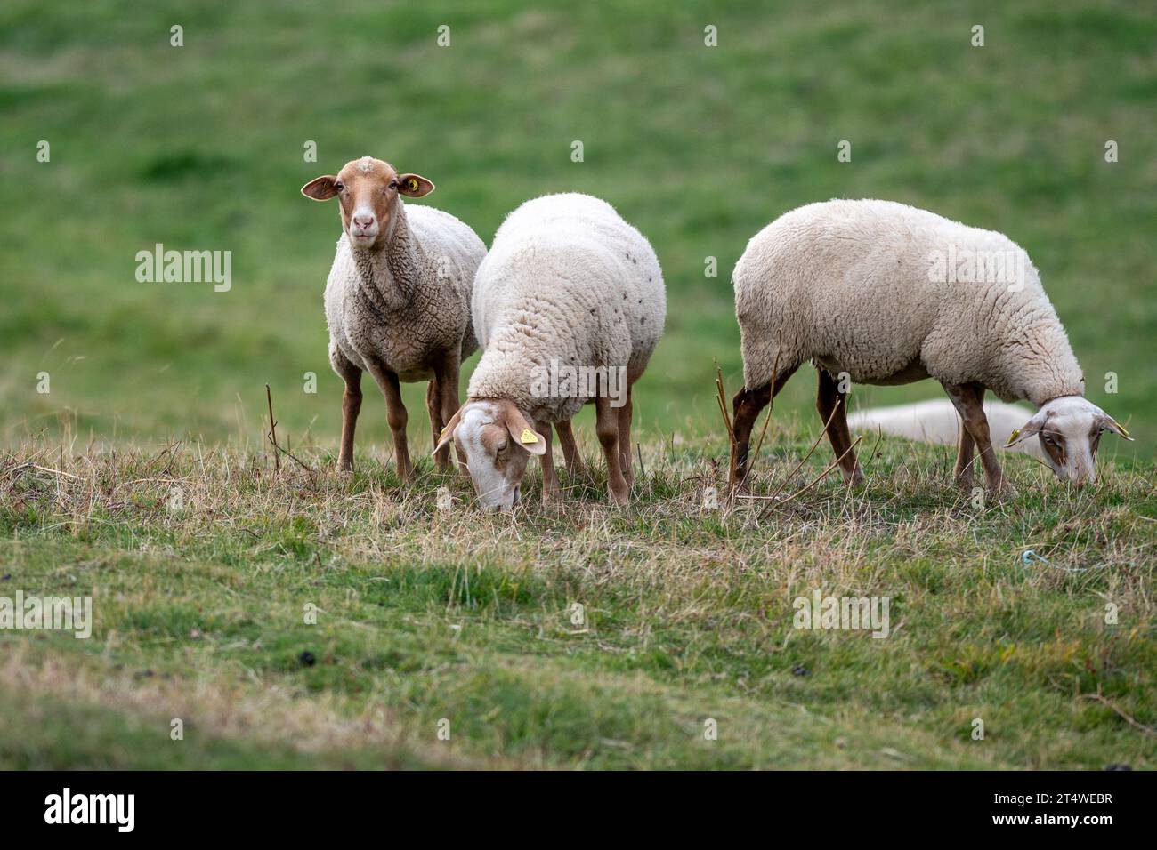Troupeau de moutons dans les Pyrénées en automne à la campagne. Banque D'Images