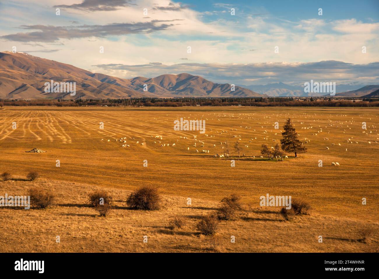 L'élevage ovin dans le pays McKenzie. Pris de debout sur les rives du canal Pukaki Rd. Juste à l'extérieur de Twizel avec une toile de fond des montagnes Banque D'Images