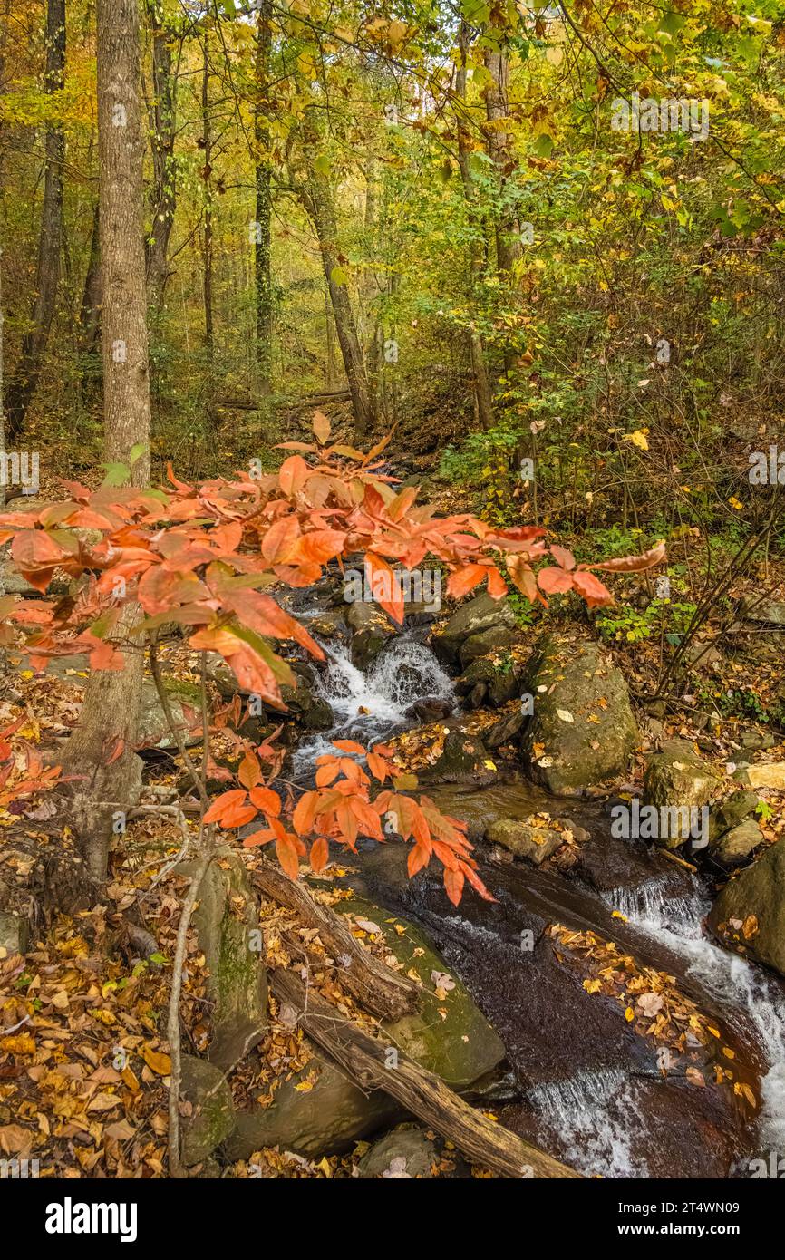 L'eau tombante de la montagne creek sous Amicalola Falls au parc d'État Amicalola Falls à Dawsonville, Géorgie. (ÉTATS-UNIS) Banque D'Images