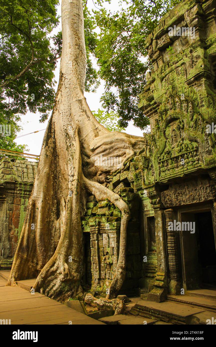Racines d'arbre couvrant les ruines de Ta Prohm à Angkor Wat, Cambodge. Image d'arrière-plan avec espace de copie pour le texte Banque D'Images