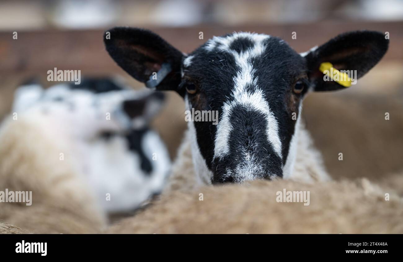 Vente d'agneau mule Gimmer au marché du bétail Hawes, Wensleydale, North Yorkshire, Royaume-Uni, où 30 000 agneaux reproducteurs sont vendus sur 2 jours. Banque D'Images