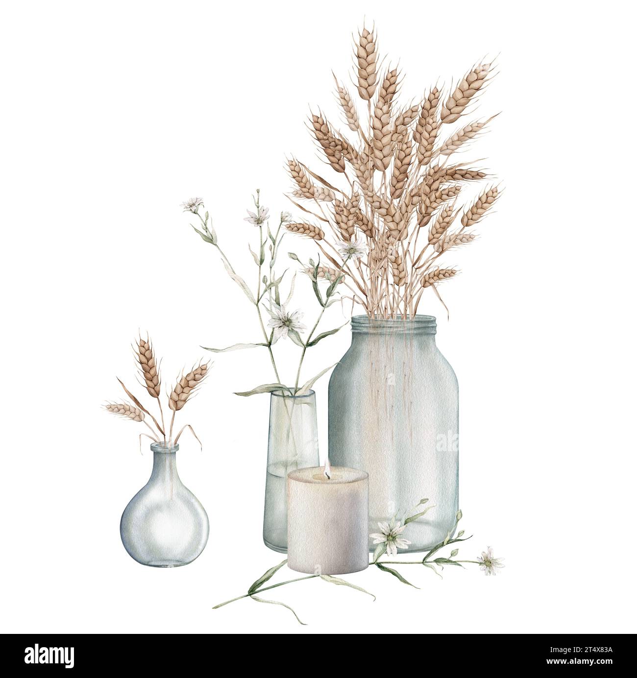 Épis de blé dans un vase en verre pot, bougie, fleurs blanches de forêt dans un vase en verre. Récolte d'automne. Clipart de prairie. Illustration de peinture à la main aquarelle Banque D'Images