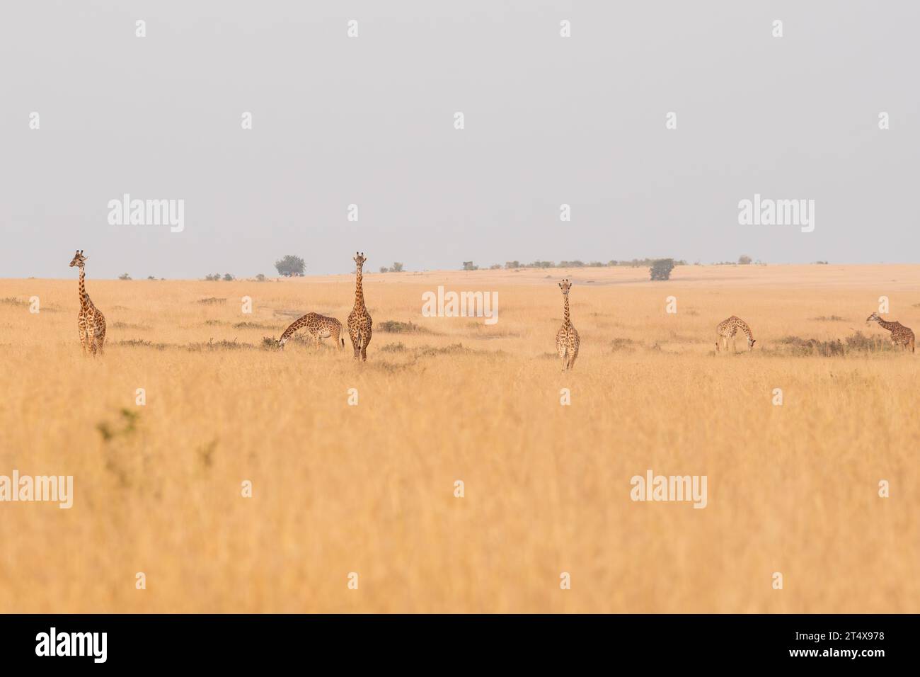 Girafes au Masai Mara, Nairobi, Amboseli, Kenya, Afrique Banque D'Images