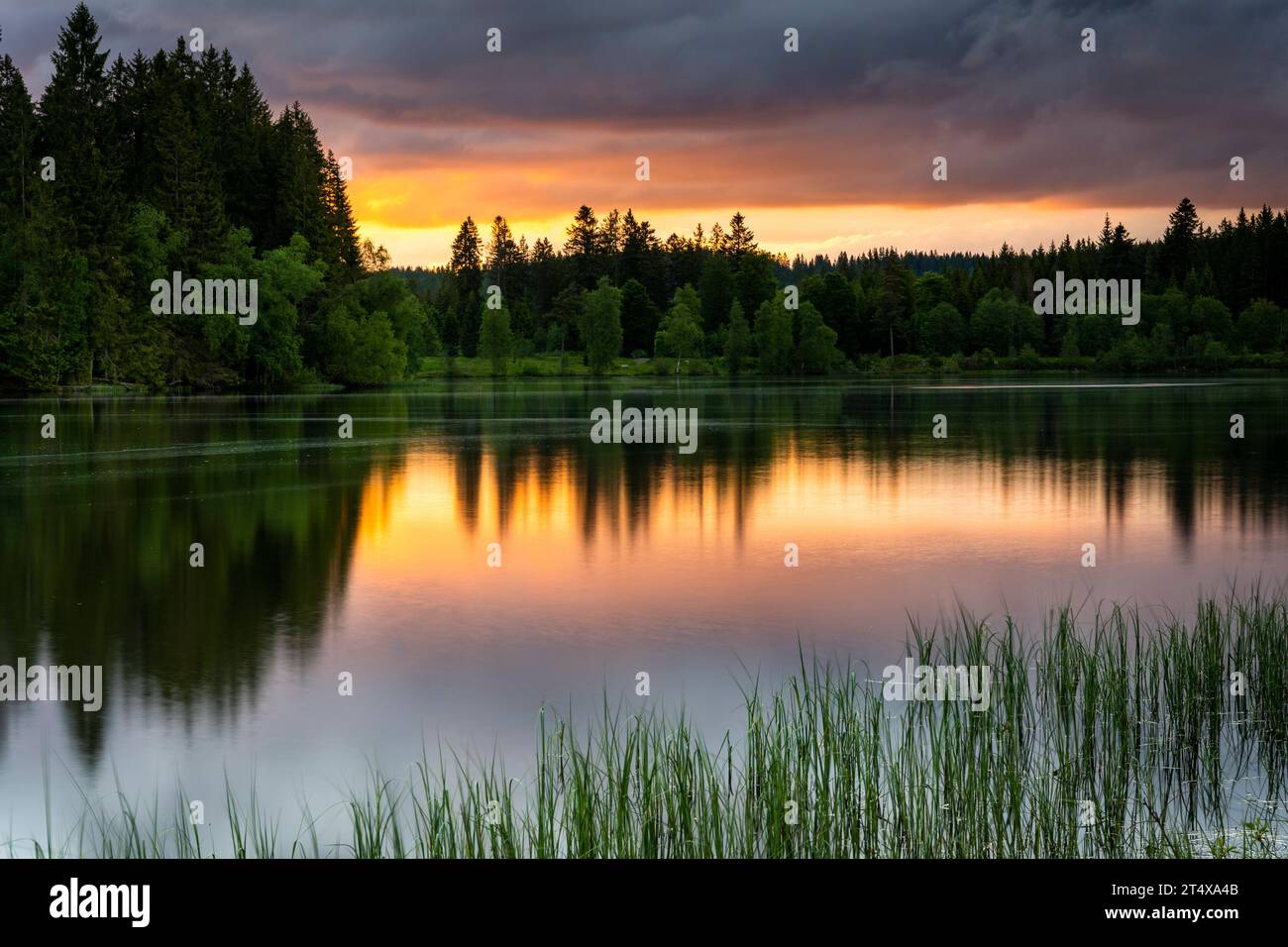 Paysage dans la Forêt Noire. Beau lac Windgfällweiher, entouré de forêt. Le ciel du coucher du soleil se reflète dans l'eau. Allemagne. Banque D'Images
