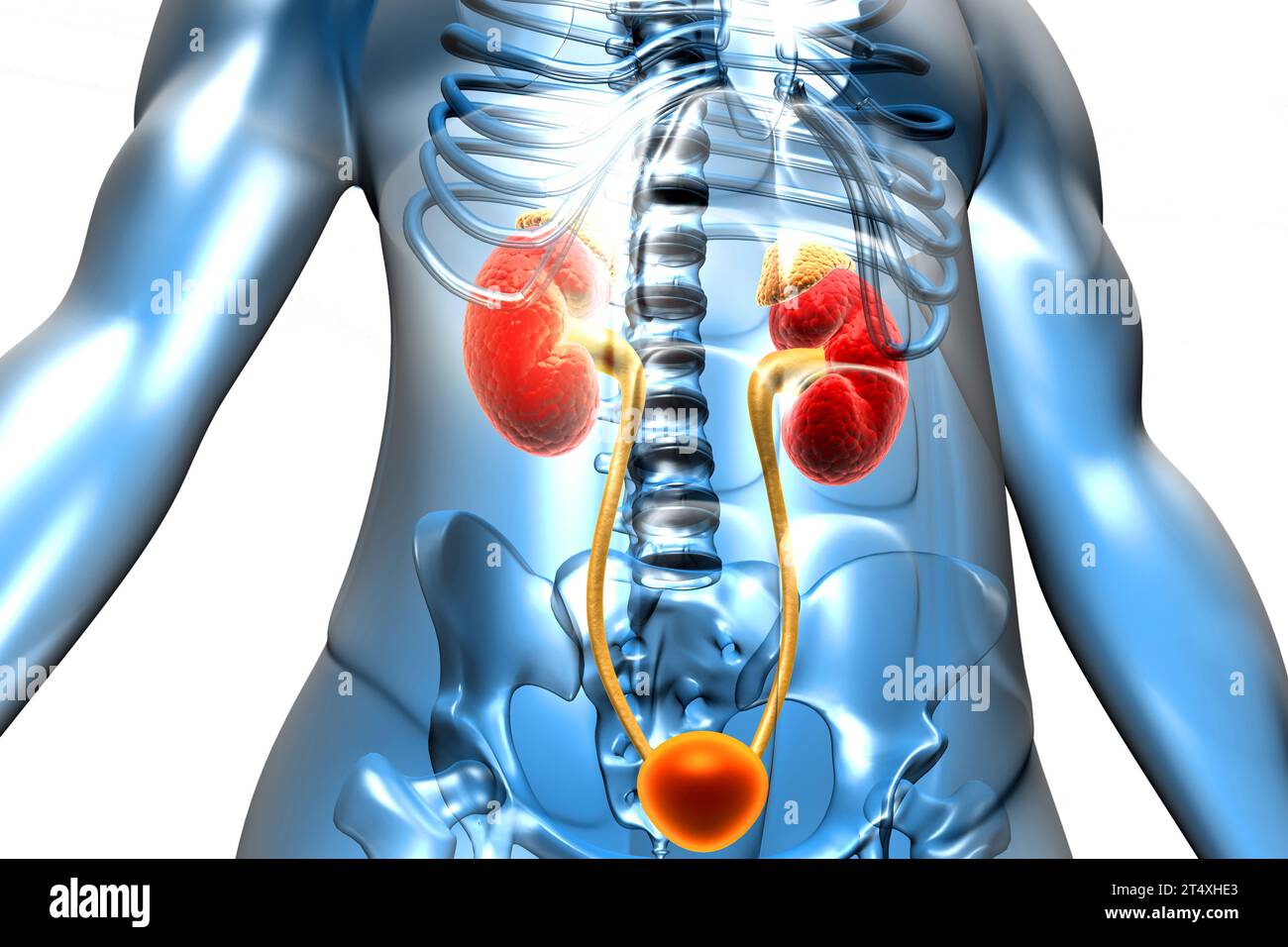 Corps humain avec reins. illustration 3d. Banque D'Images
