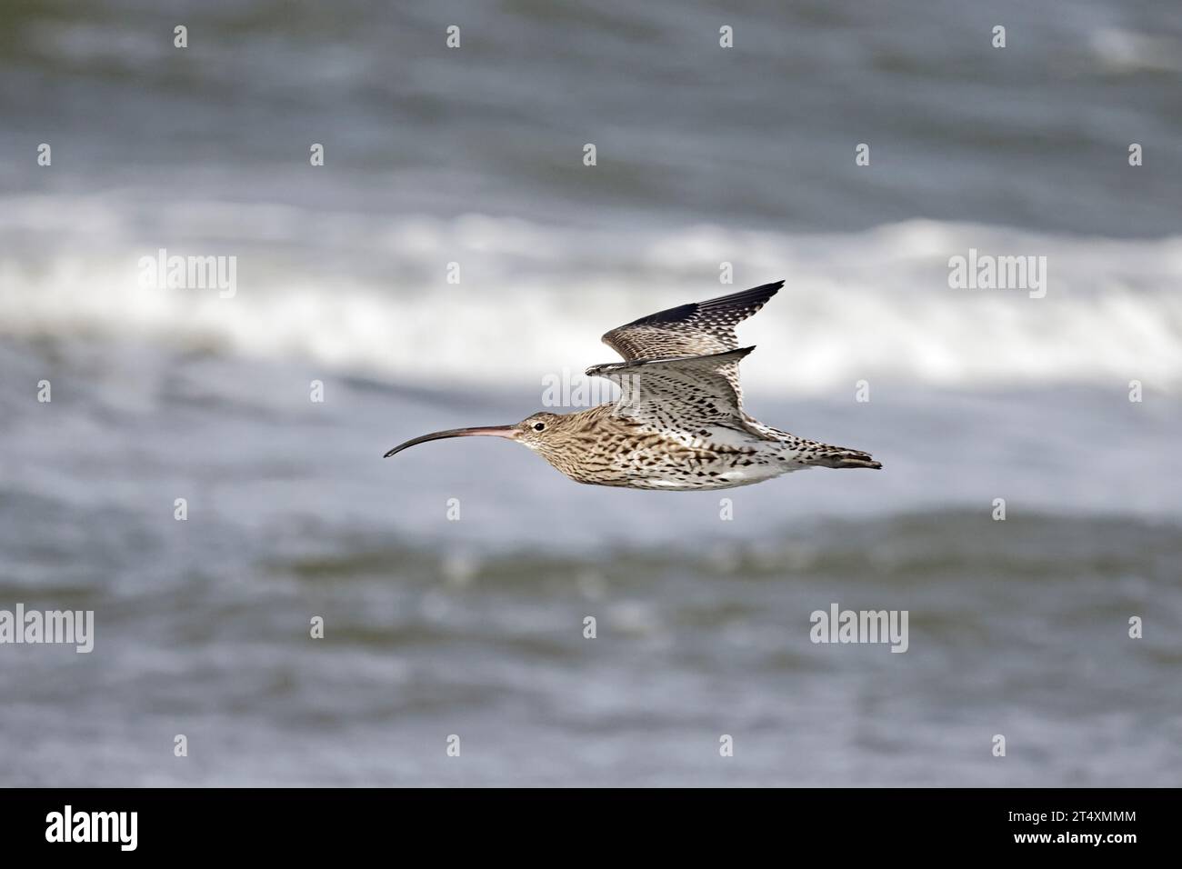 Eurasian Curlew en vol à Aberlady Bay East Lothian Scotland Banque D'Images