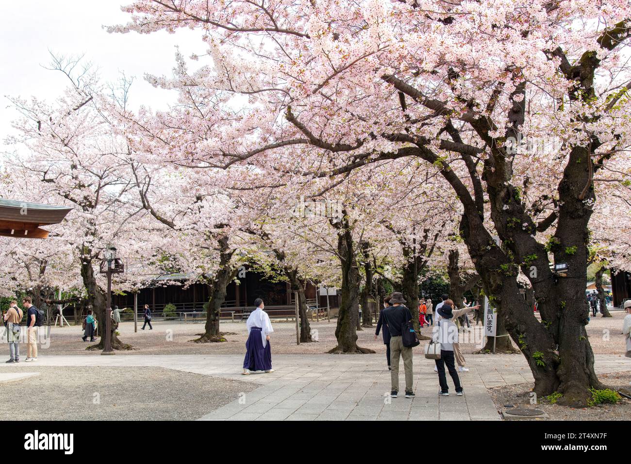 Tokyo, Japon-31 mars 2023 ; jardin du sanctuaire Yasukuni de style shinto commémorant les morts de guerre japonais occupés par des gens qui apprécient le cerisier japonais Banque D'Images