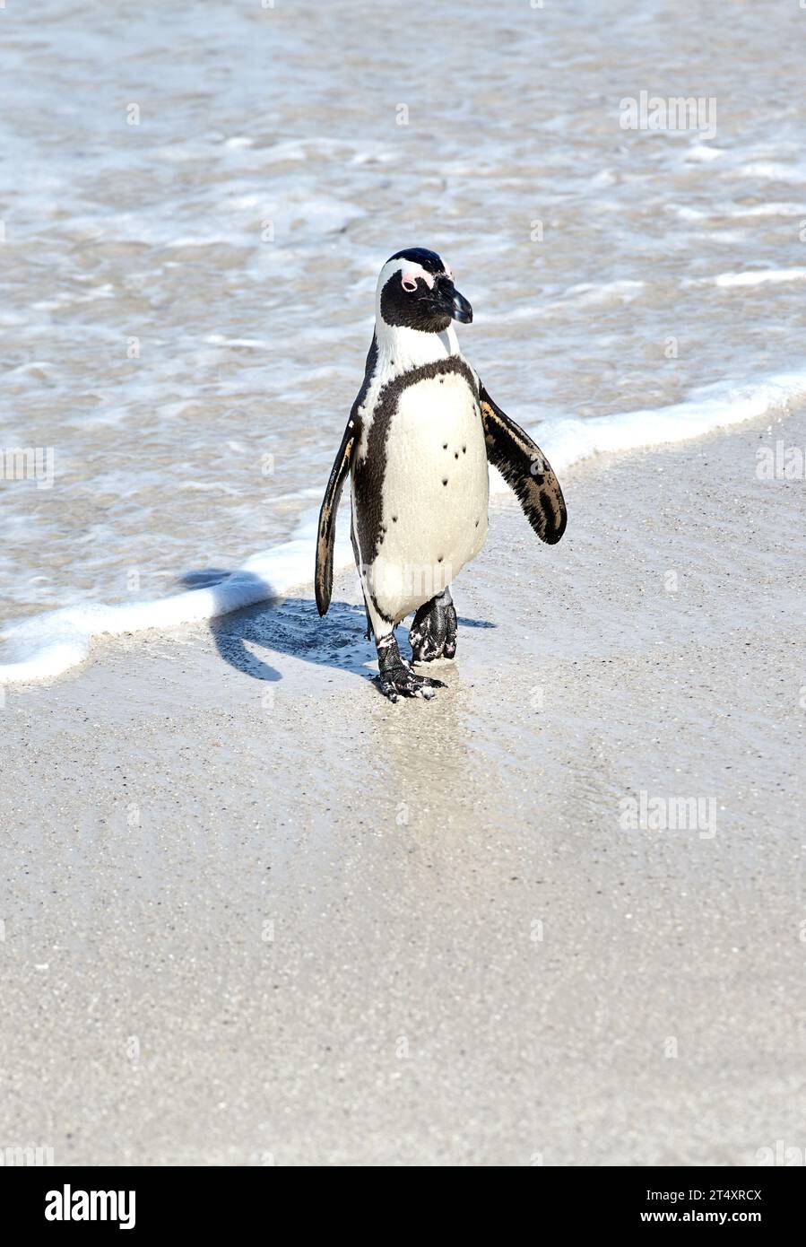 Un pingouin africain à pieds noirs sur une plage de sable, une colonie de reproduction ou une réserve de conservation côtière au Cap, en Afrique du Sud. Faune océanique menacée Banque D'Images