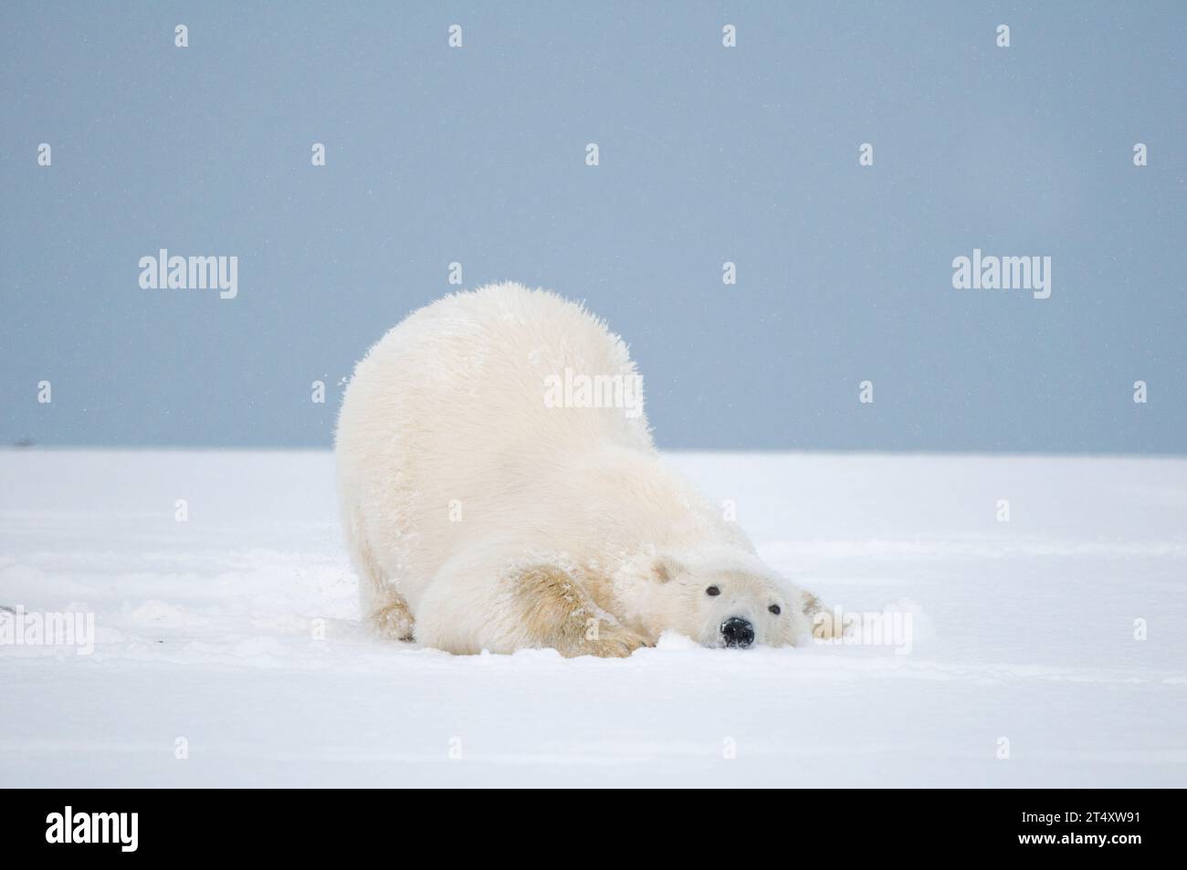 Ours polaire Ursus maritimus le jeune ours roule autour de la banquise nouvellement formée pendant l'automne gelé au large de l'île Barter de Kaktovik de l'Alaska 1002YWR Banque D'Images