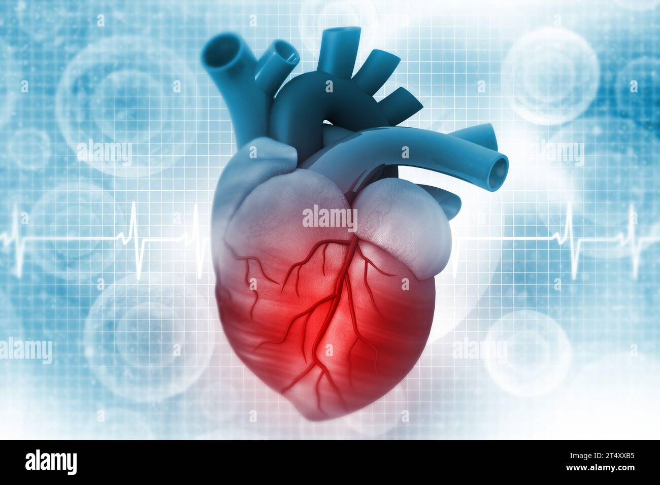 Coeur de l'homme sur l'anatomie des antécédents médicaux. 3d illustration Banque D'Images