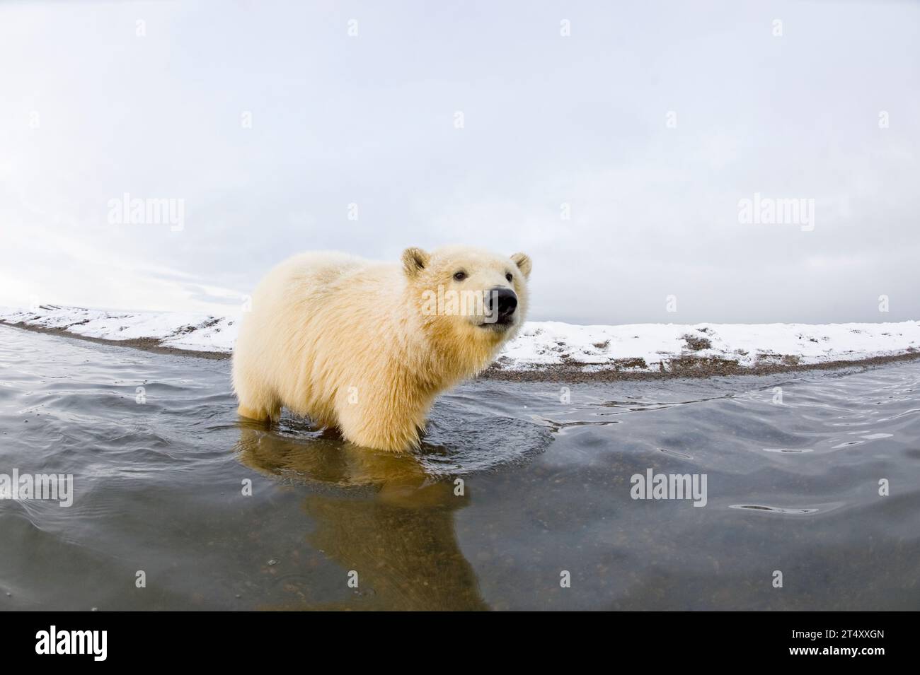 Ours polaire Ursus maritimus vue d'un curieux ourson printanier dans l'eau le long de la zone Bernard Spit 1002 de la réserve faunique nationale de l'Arctique Banque D'Images