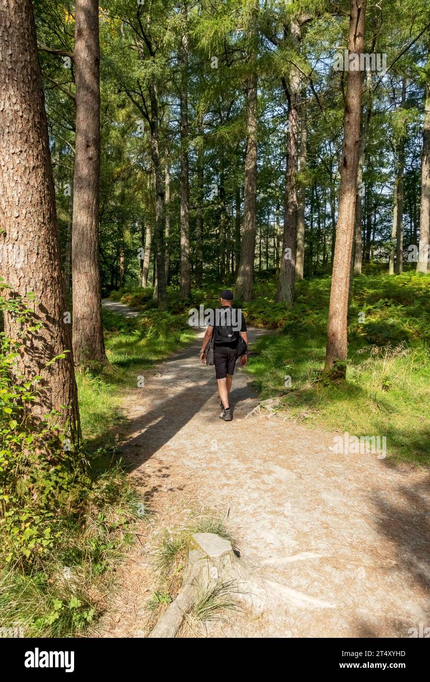 Homme personne marcheur marchant sur le sentier sentier pédestre dans la forêt de Manesty Woods près de Derwentwater en été Lake District National Park Cumbria Angleterre Royaume-Uni Banque D'Images