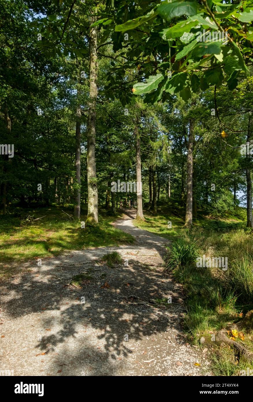 Sentier sentier promenade à travers les arbres de la forêt Manesty Woods près de Derwentwater en été Lake District National Park Cumbria Angleterre Royaume-Uni Grande-Bretagne Banque D'Images