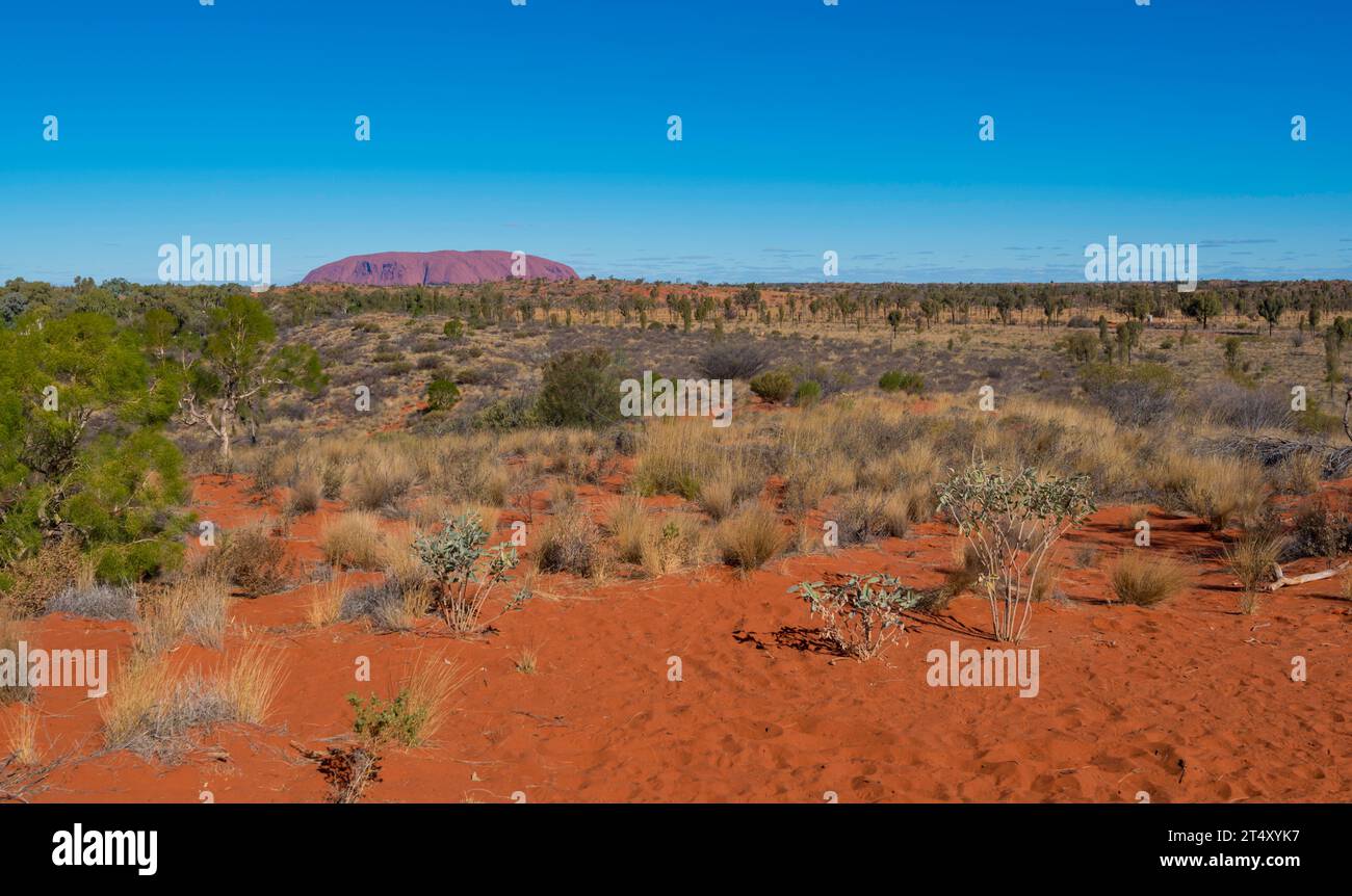 Vues depuis Yalara (Ayers Rock Resort) spinifex, Mulga et Desert Oaks prospèrent dans le sol sablonneux rouge autour d'Uluru dans le territoire du Nord, en Australie Banque D'Images