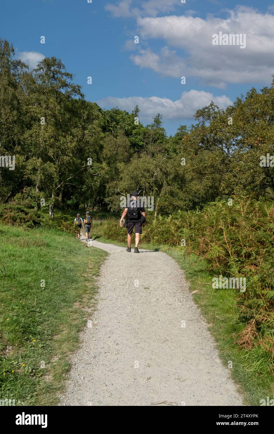 Homme personne marche les gens marchant sur le sentier à Manesty Woods forêt de forêt Derwentwater en été Lake District National Park Cumbria Angleterre Royaume-Uni Banque D'Images