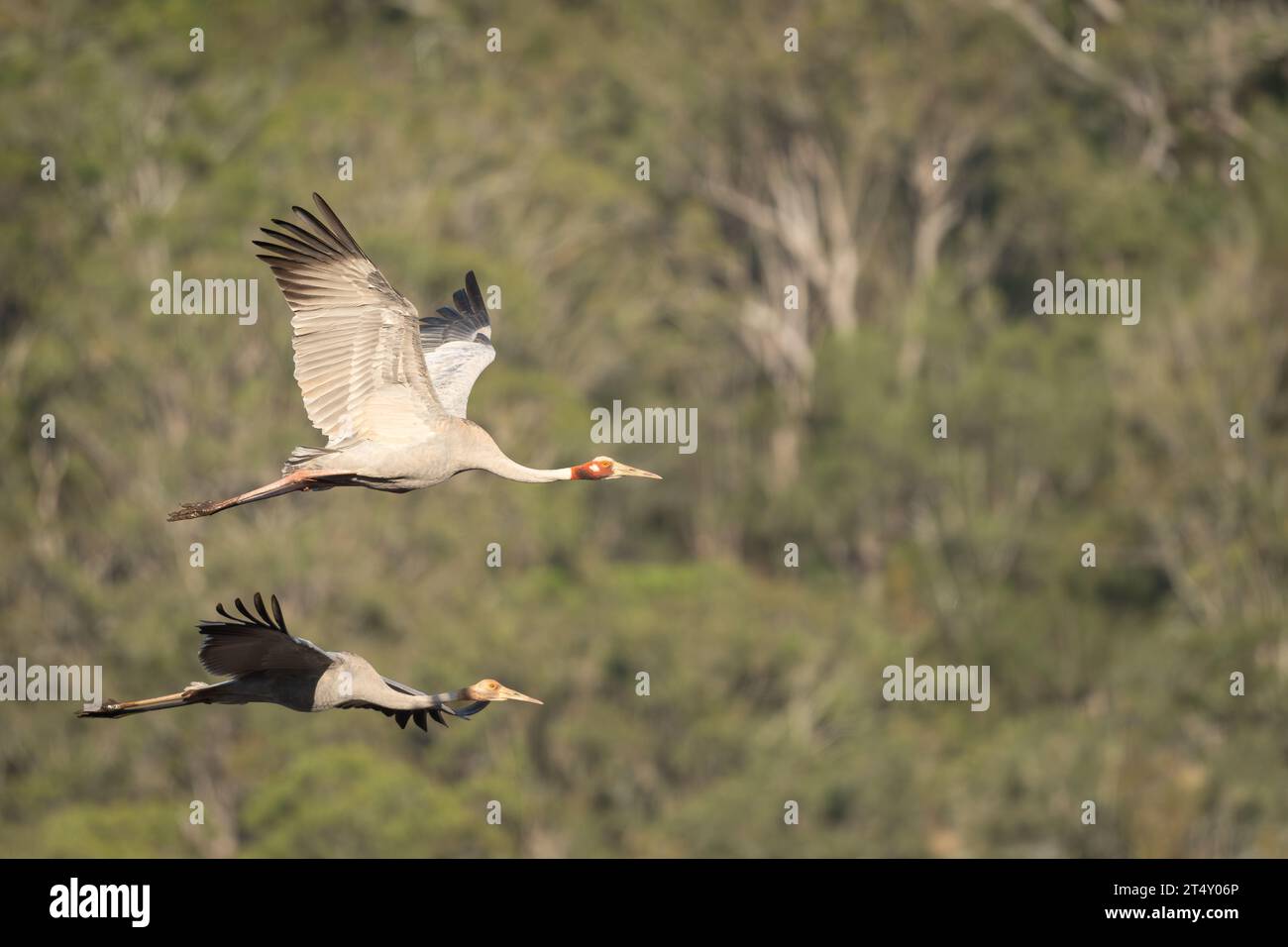 Une paire accouplée de sarus Cranes en vol vers leur zone humide matinale, zone d'alimentation de la réserve faunique Hasties Swamp à Atherton, Australie. Banque D'Images