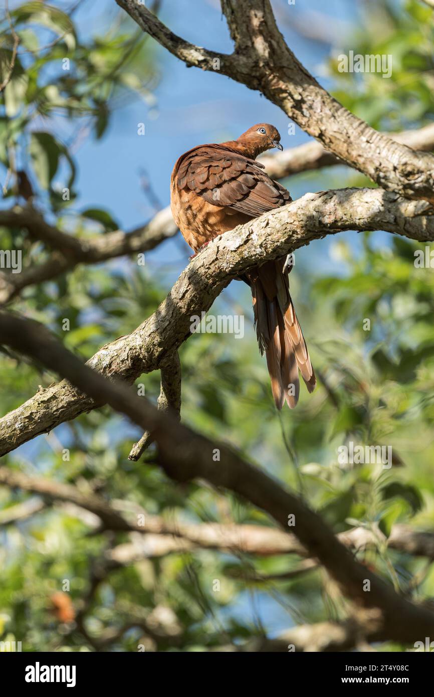 Un célibataire mâle, Brown Cuckoo-Dove s'arrête pour commencer à préenchanter son plumage alors qu'il est perché sur une branche d'arbre de forêt tropicale à Hasties Swamp, Atherton, Australie. Banque D'Images