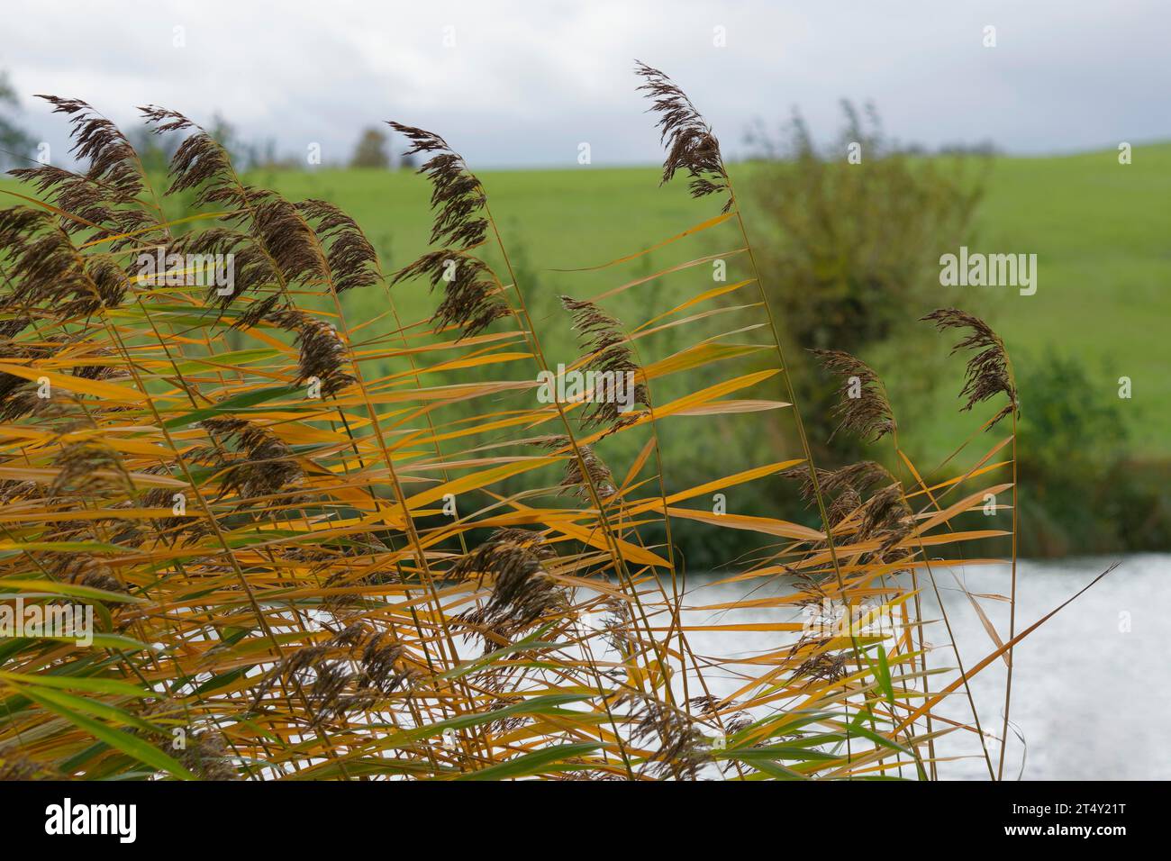 Roseaux d'automne, étang, roseaux, automne, octobre d'or, Schwaebisch Hall, Heilbronn-Franken, Hohenlohe, Heilbronn-Franken, Baden-Wuerttemberg, Allemagne Banque D'Images