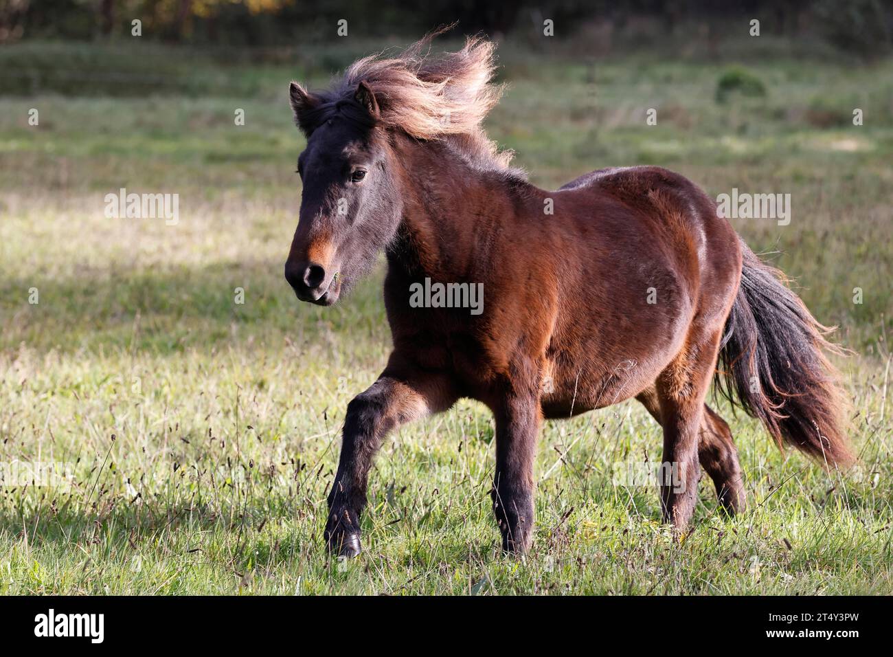 Jeune cheval islandais (Equus islandicus), poney islandais d'un an et demi courant dans les pâturages à la lumière du soir, Schleswig-Holstein Banque D'Images