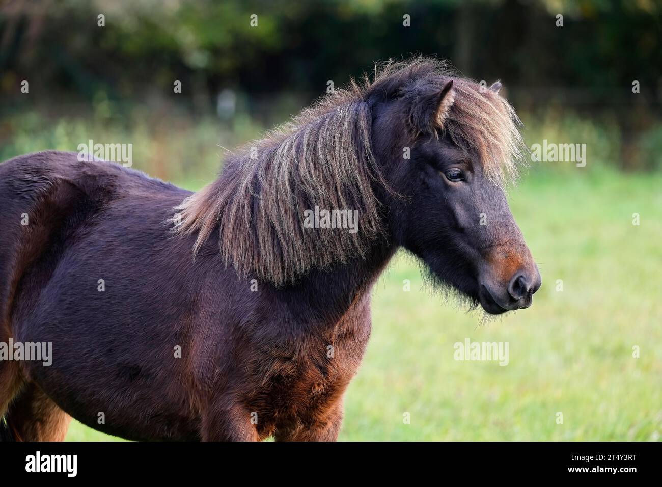 Jeune cheval islandais (Equus islandicus), poney islandais d'un an et demi dans la lumière du soir, Schleswig-Holstein, Allemagne Banque D'Images