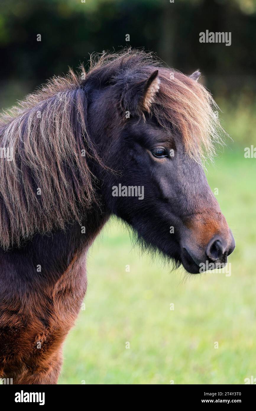 Jeune cheval islandais (Equus islandicus), poney islandais d'un an et demi, portrait d'animal à la lumière du soir, Schleswig-Holstein, Allemagne Banque D'Images