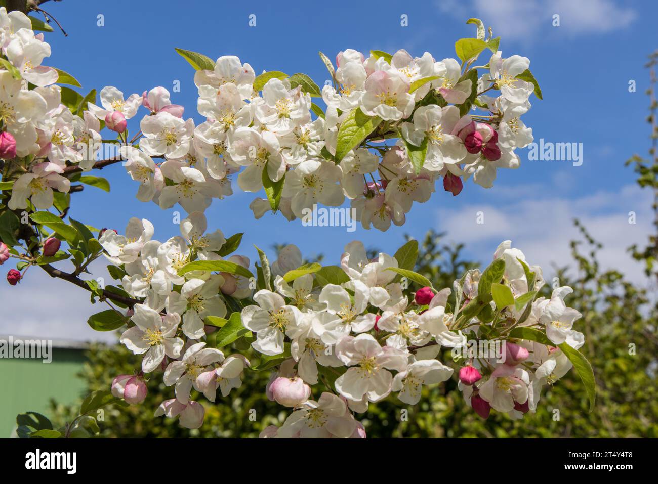 Obstblüte im alten Land Banque D'Images